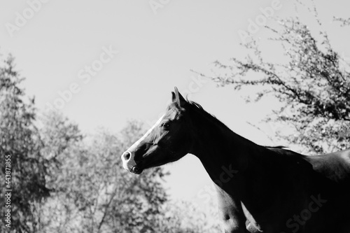 Alert young horse outdoors in black and white, curious look on face.