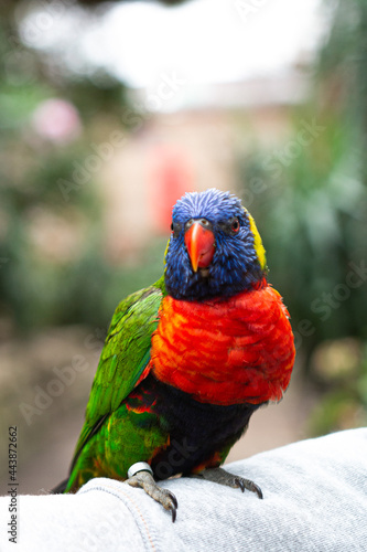 Canvas-taulu Loriini sitting on an arm