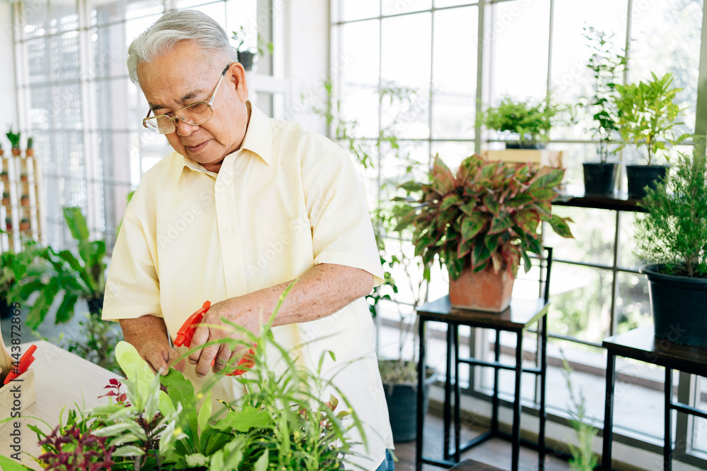 Close-up an Asian retired grandfather loves to take care of the plants in an indoor garden in the house with a smile and happiness. Retirement activities. Close-up an Asian retired grandfather loves to take care of the plants in an indoor garden in the house with a smile and happiness. Retirement activities.