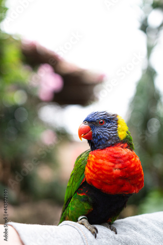 Loriini sitting on an arm