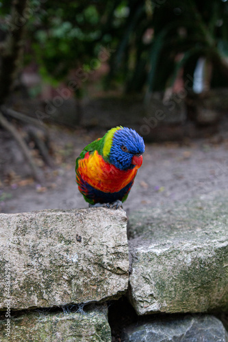 Loriini sitting on a stone looking down
