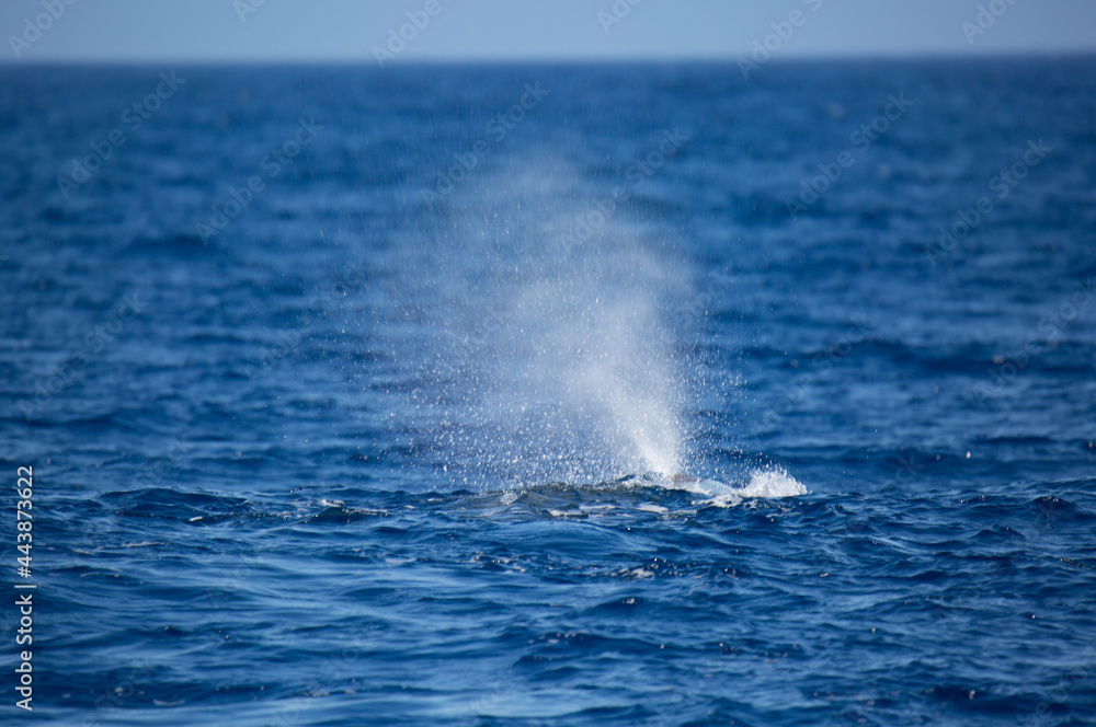Spray of a spermwhale in the Azores. Breathing under water.
