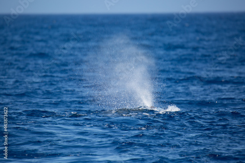 Spray of a spermwhale in the Azores. Breathing under water.