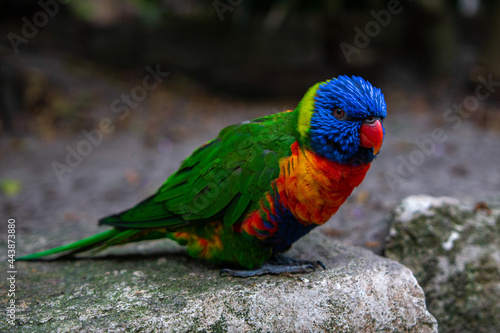 loriini relaxing on a stone lookijng in the camera