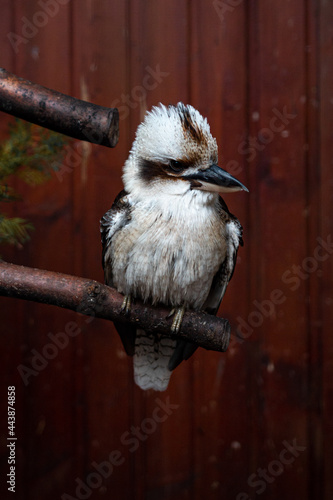 Laughing Kookaburra sitting on a tree branch