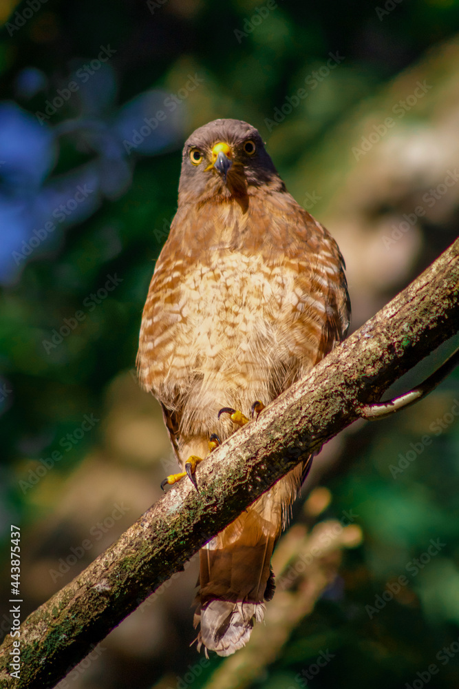 roadside hawk looking at the camara and perched in a branch roadside hawk looking at the camara and perched in a branch