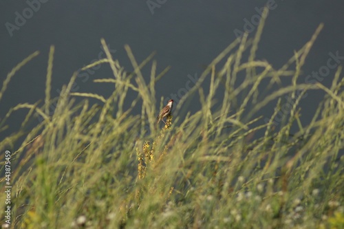The Sedge Warbler (Acrocephalus Schoenobaenus)
