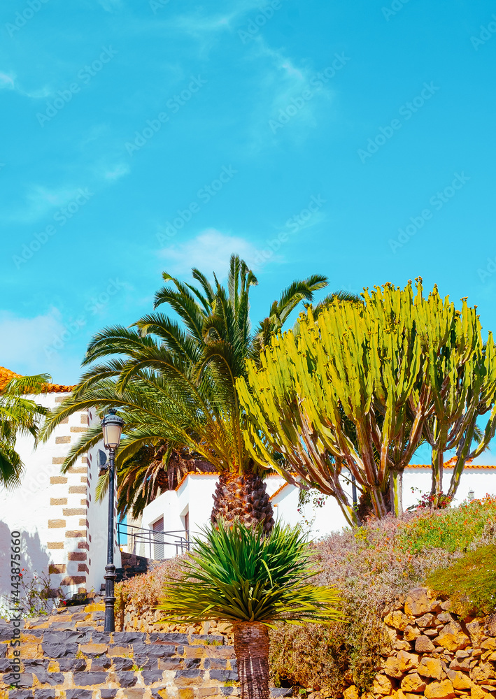 Fototapeta premium Country landscape wallpaper. Tropical location.Travel. Canary islands. Fuerteventura