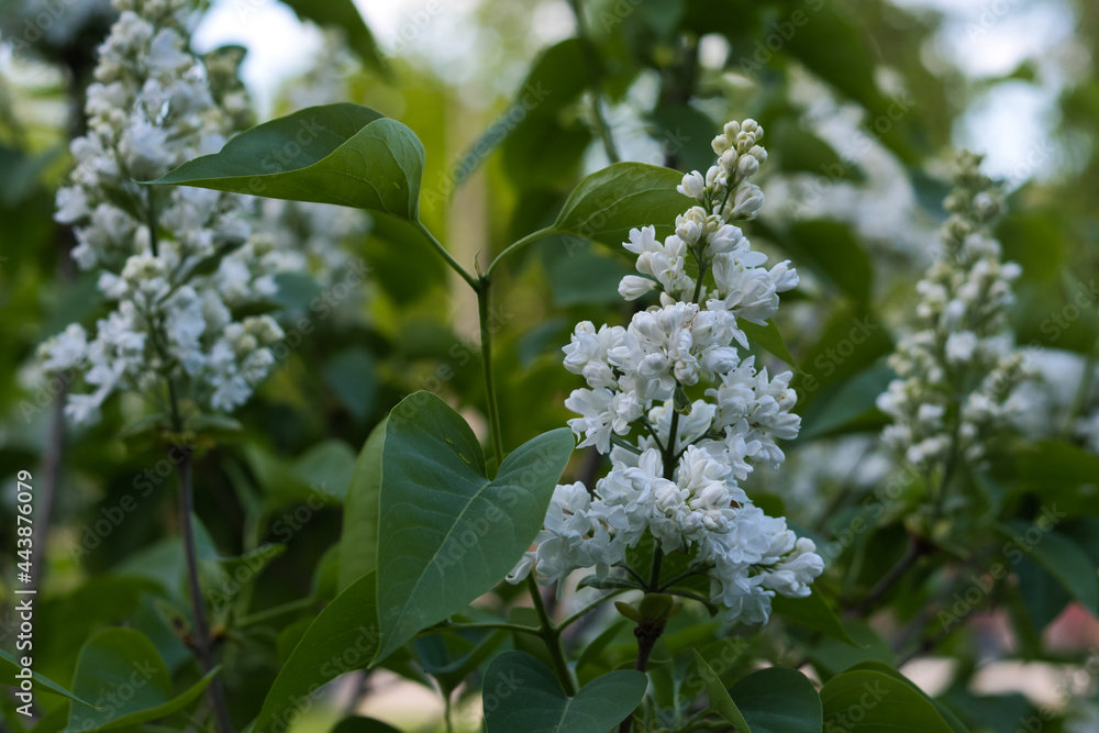Close-up of a white lilac inflorescence and a young twig with green leaves in the shade and inside a flowering bush on a sunny evening, blurred background. Close-up of a white lilac inflorescence and a young twig with green leaves in the shade and inside a flowering bush on a sunny evening, blurred background.