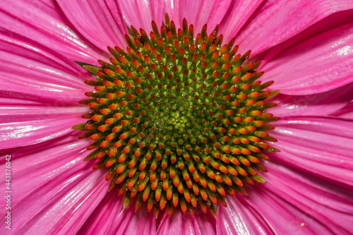 Close up shot of Purple Cone flower