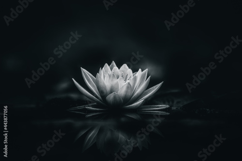 white lotus flower dark background