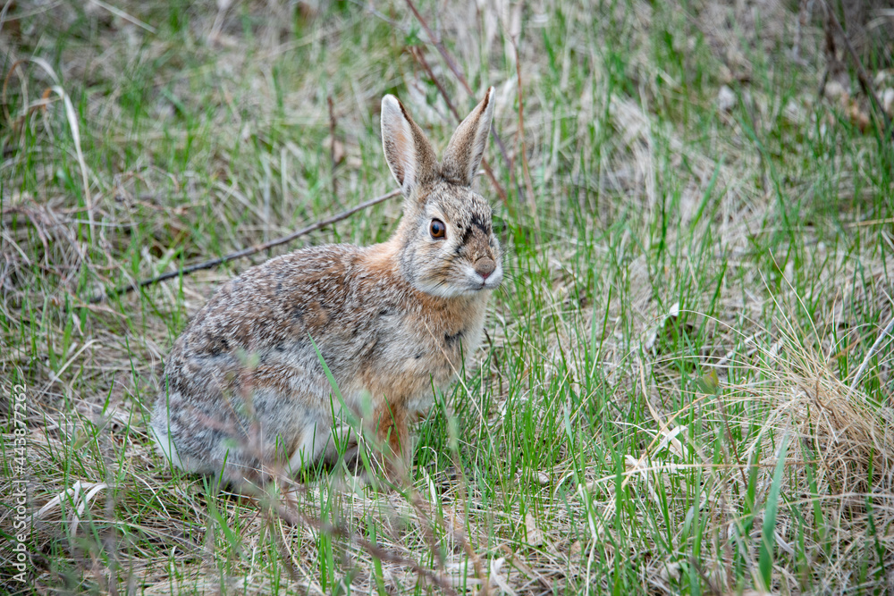 Obraz premium Nuttall's Mountain Cottontail Rabbit