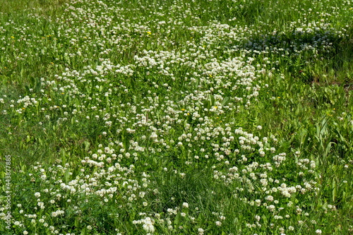 A lawn with creeping white clover (Trifolium repens) in bloom on a sunny summer day.