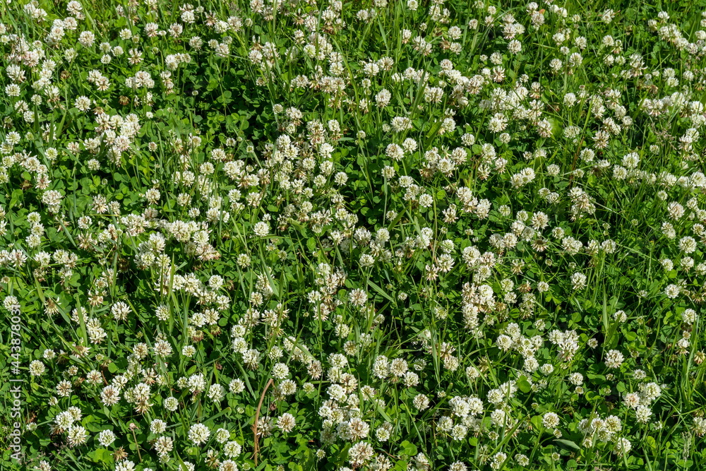 Background of blooming creeping white clover (Latin Trifolium repens) among green grass in summer. Background of blooming creeping white clover (Latin Trifolium repens) among green grass in summer.