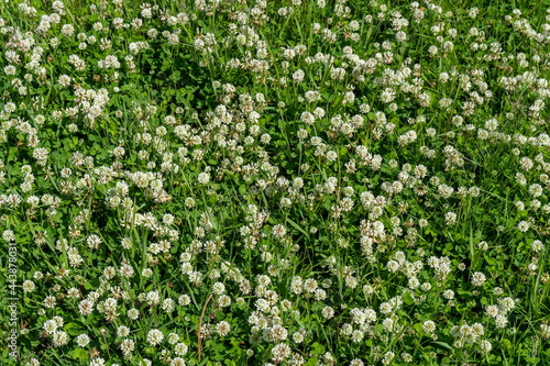 Background of blooming creeping white clover (Latin Trifolium repens) among green grass in summer.