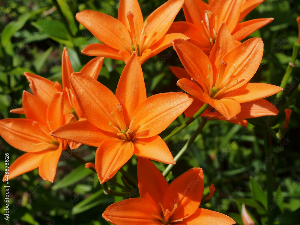 Pink buds of lilies blooming in the garden. Pink buds of lilies blooming in the garden.
