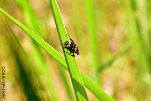 In the photo  a black beetle with white spots  a side view  is resting on a stem of grass.