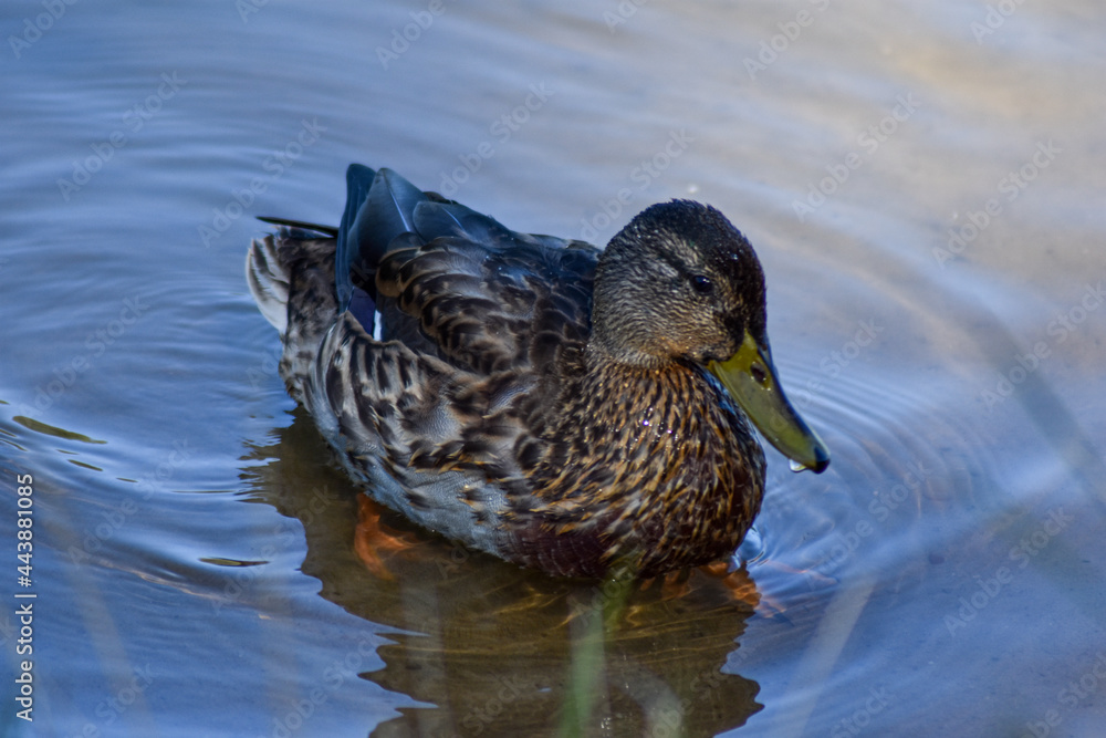 Beautiful duck swims in the lake Beautiful duck swims in the lake