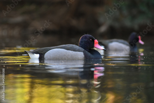 male rosy-billed pochard, Netta peposaca, at a public park in Buenos Aires photo