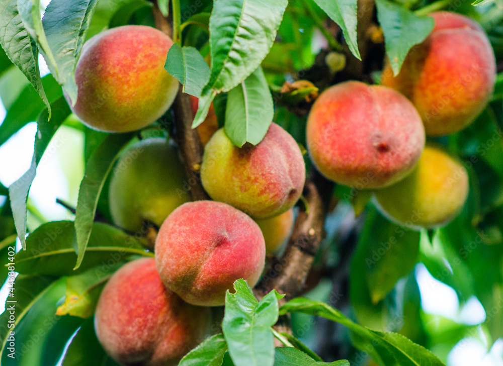 Juicy ripe peaches with fleshy bright orange peels on a branch of a peach tree with green leaves on a sunny day, close-up. Juicy ripe peaches with fleshy bright orange peels on a branch of a peach tree with green leaves on a sunny day, close-up.