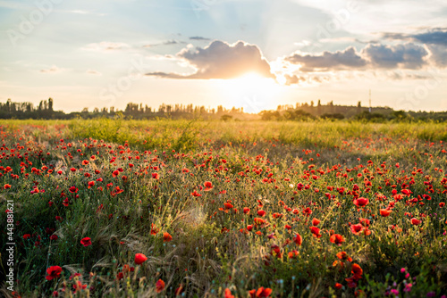 Panoramic view of a beautiful field of red poppies in the rays of the setting sun. Nature sunset postcard. Wallpaper of a blooming  bright landscape