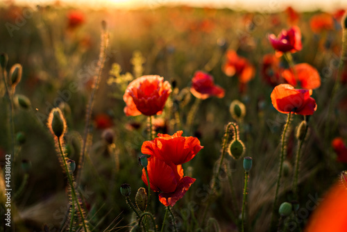 Panoramic view of a beautiful field of red poppies in the rays of the setting sun. Nature sunset postcard. Wallpaper of a blooming, bright landscape