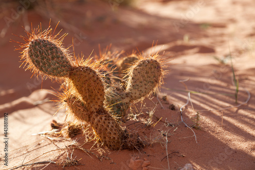 Desert Cactus Growing in Orange Sand