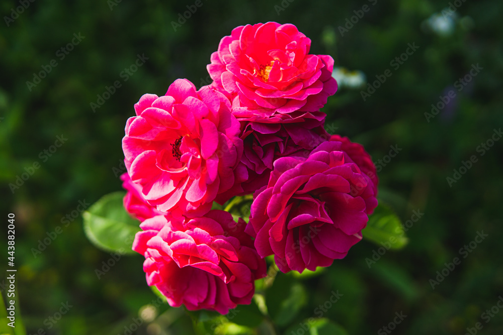 red roses on a green summer background