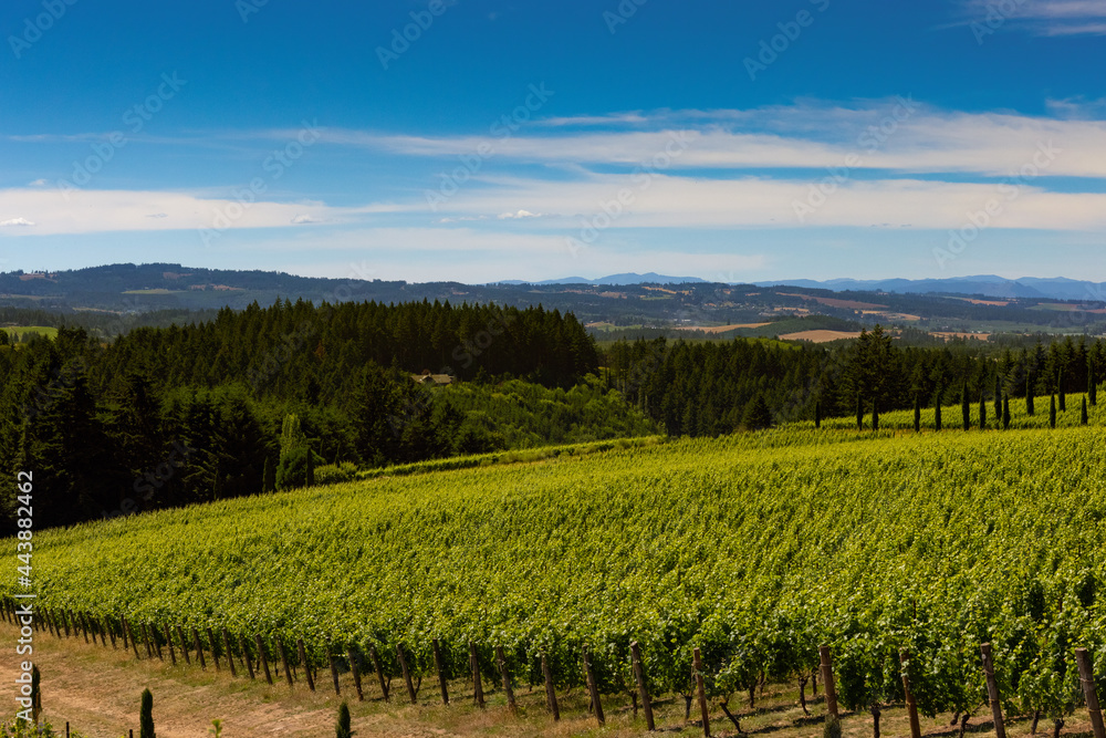 vineyard in willamette valley looking west to coast range