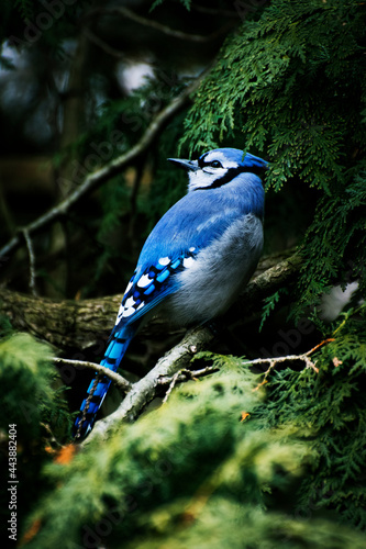 a blue jay sits in an evergreen tree