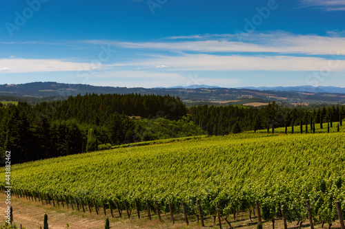 vineyard in willamette valley looking west to coast range