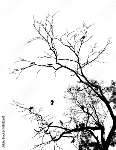 dark silhouettes of birds sitting on bare tree branches isolated on white background, close view