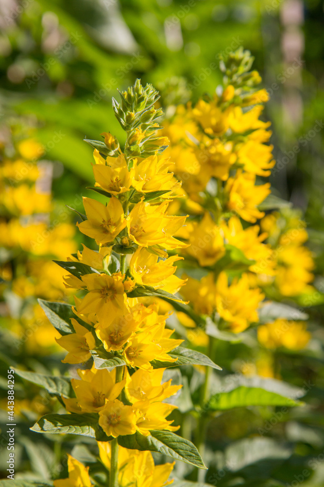 The Loosestrife (Lysimachia) plant blooming The Loosestrife (Lysimachia) plant blooming