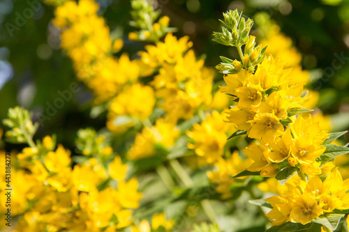 The Loosestrife (Lysimachia) plant blooming