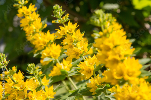 The Loosestrife (Lysimachia) plant blooming