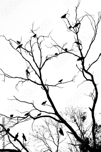 branches silhouette isolated