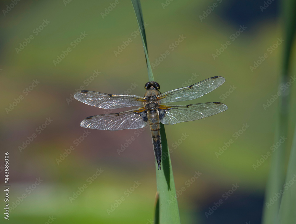 Dragon fly on a reeds in a park in Stockholm Dragon fly on a reeds in a park in Stockholm