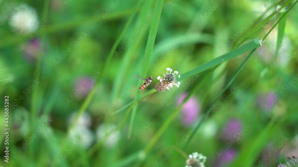 Sirphe, flying insect, foraging on a plantain flower, hovering Sirphe, flying insect, foraging on a plantain flower, hovering