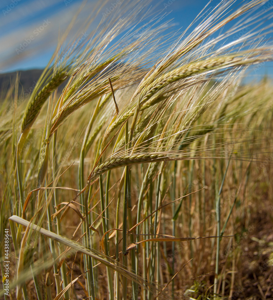 close up yellow wheat in field, decumbent yellow wheat leaf,