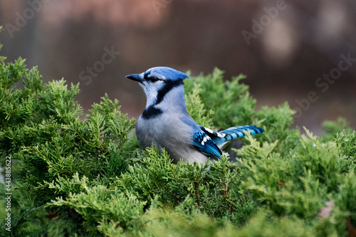 blue jay in a tree © Kyle