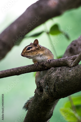 chipmunk in tree