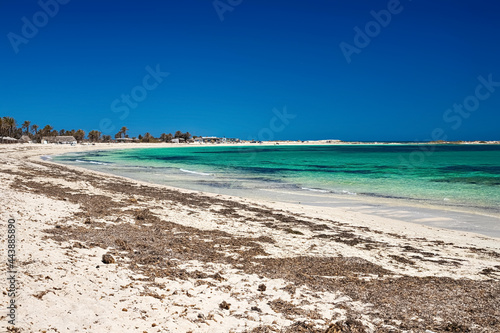 A beautiful view of the Mediterranean coast with birch water  a beach with white sand and a green palm tree.