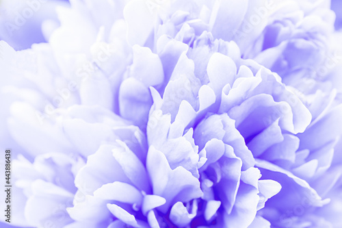 Defocused pastel, lilac dahlia petals macro, floral abstract background. Close up of flower dahlia for background, Soft focus