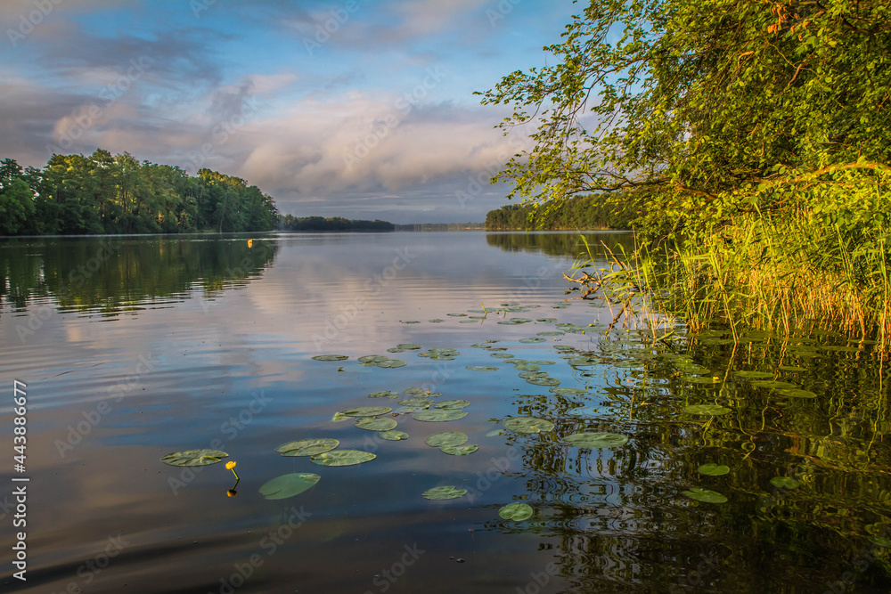 Lake at sunset with yellow waterlily plants blooming on the surface Lake at sunset with yellow waterlily plants blooming on the surface