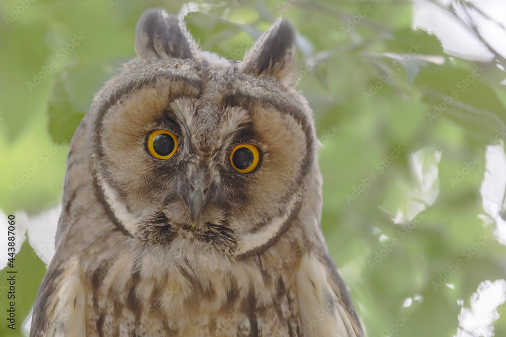 close up of owl against green foliage close up of owl against green foliage