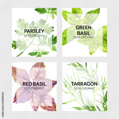 Set of four cards with cooking herbs