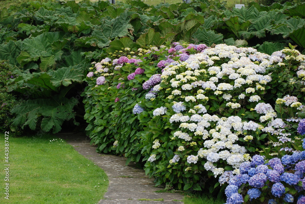 Bushes of Hortensia