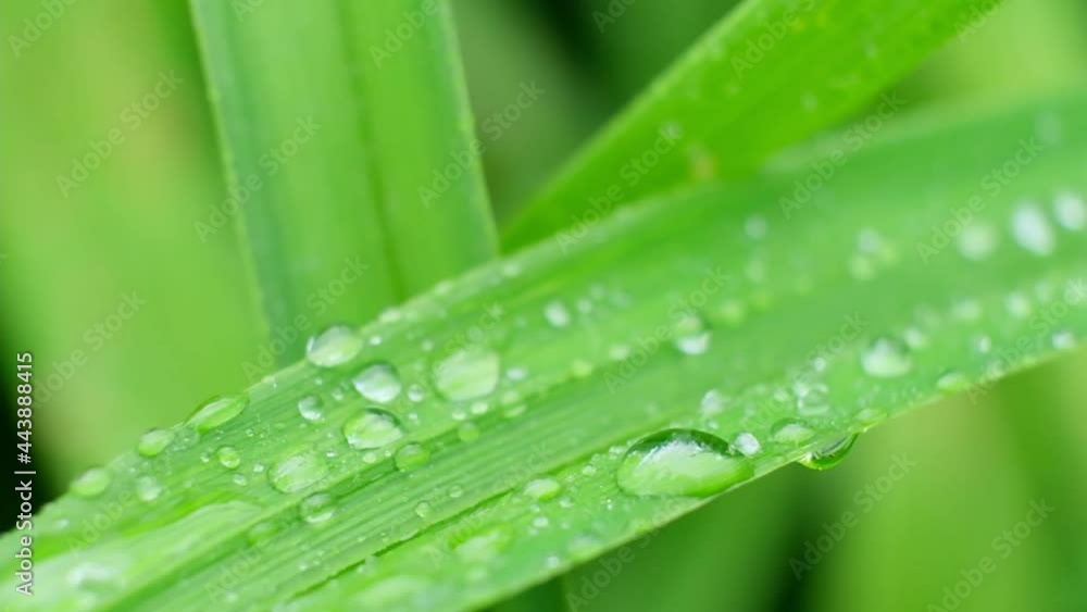 Slow Motion Shot of Droplet Falling from Fresh transparent dew. Morning diffuse lighting. Macro mode. Slow Motion Shot of Droplet Falling from Fresh transparent dew. Morning diffuse lighting. Macro mode.