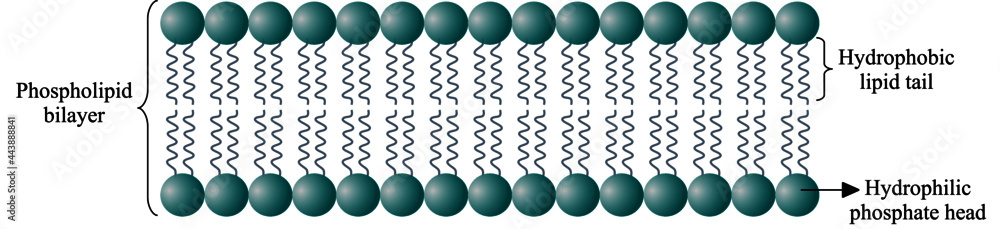 Φωτογραφία The cell membrane or plasma membrane is a thin membrane that surrounds the cells