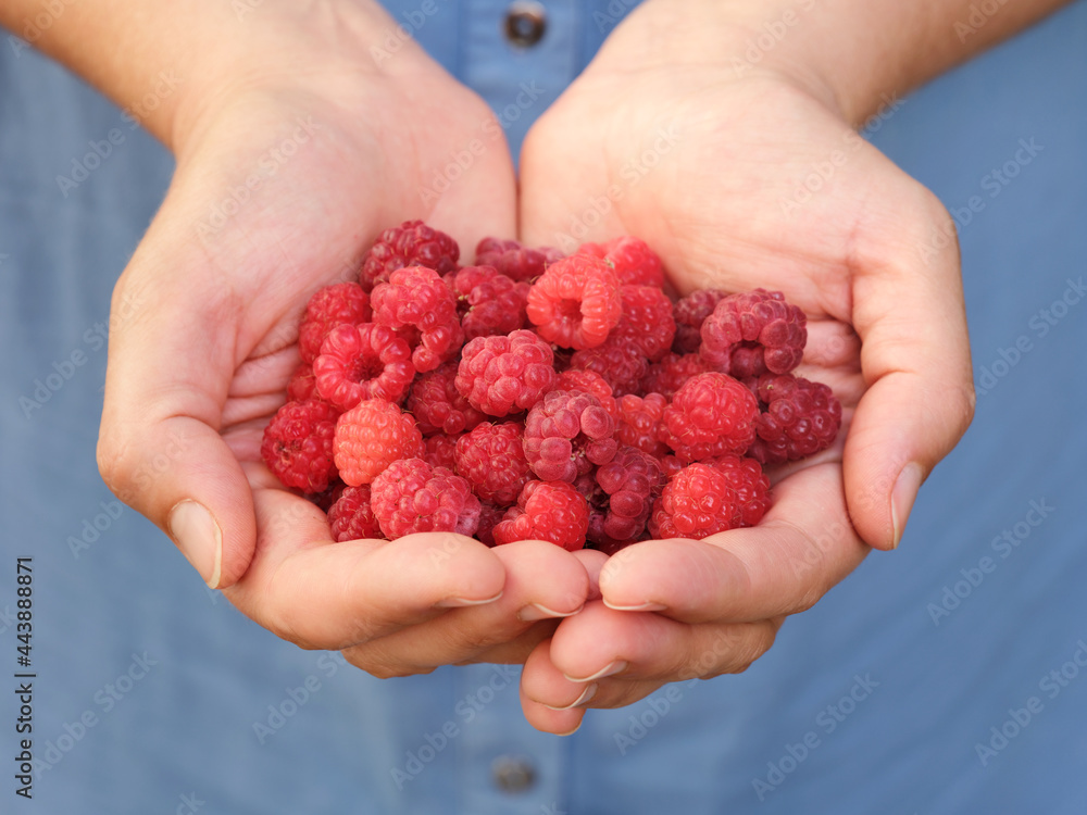 A woman holding organic raspberries in her palms A woman holding organic raspberries in her palms